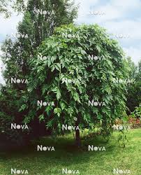 Attēlu rezultāti vaicājumam “Fraxinus excelsior Pendula”