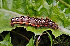 Attēlu rezultāti vaicājumam “Craniophora ligustri larva”