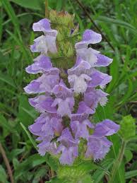 Attēlu rezultāti vaicājumam “Prunella vulgaris flower”