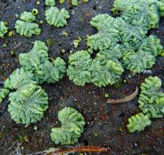 Attēlu rezultāti vaicājumam “Riccia cavernosa”