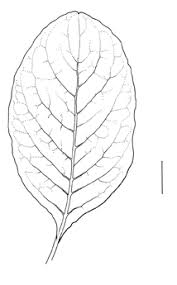 Attēlu rezultāti vaicājumam “Phytolacca acinosa leaf”