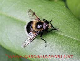 Attēlu rezultāti vaicājumam “Volucella bombylans”