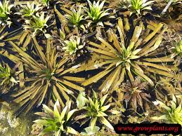 Attēlu rezultāti vaicājumam “Stratiotes aloides flower”