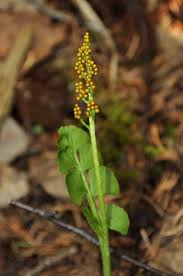 Attēlu rezultāti vaicājumam “Botrychium lunaria”