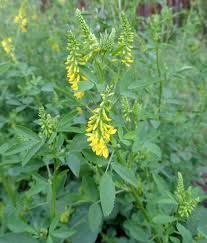 Attēlu rezultāti vaicājumam “Melilotus”