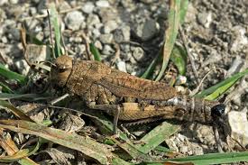 Attēlu rezultāti vaicājumam “Psophus stridulus”