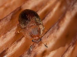 Attēlu rezultāti vaicājumam “Cychramus luteus”