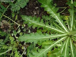 Image result for Verbascum blattaria