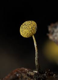 Attēlu rezultāti vaicājumam “Physarum viride”