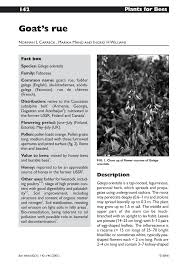 Attēlu rezultāti vaicājumam “Galega orientalis bud”