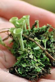 Attēlu rezultāti vaicājumam “Cladonia phyllophora”