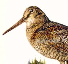 Attēlu rezultāti vaicājumam “Scolopax rusticola”
