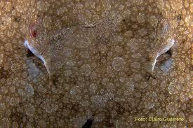 Image result for Gymnura altavela