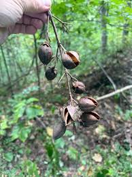 Attēlu rezultāti vaicājumam “Catalpa ovata fruit”