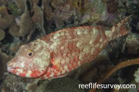 Image result for Sparisoma amplum