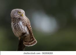 Attēlu rezultāti vaicājumam “Glaucidium passerinum”