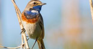 Attēlu rezultāti vaicājumam “Luscinia svecica”