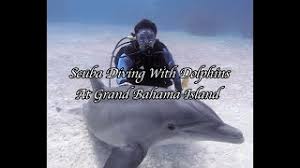 Image result for Durley Dolphin Diver