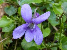 Attēlu rezultāti vaicājumam “Viola reichenbachiana”