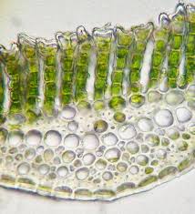 Attēlu rezultāti vaicājumam “Orthotrichum cupulatum var. riparium sporophyte”