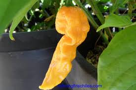 Afbeeldingsresultaat voor yellow fratali hot pepper