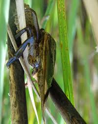 Attēlu rezultāti vaicājumam “Nepa cinerea imago”