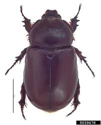 Attēlu rezultāti vaicājumam “Oryctes nasicornis”