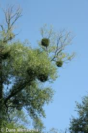 Attēlu rezultāti vaicājumam “Viscum album leaf”