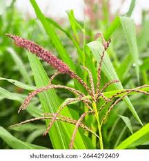Attēlu rezultāti vaicājumam “Zea mays male flower”