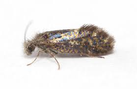 Attēlu rezultāti vaicājumam “Eriocraniidae”