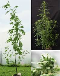 Attēlu rezultāti vaicājumam “Cannabis sativa leaf”