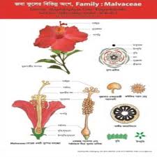Attēlu rezultāti vaicājumam “Malvaceae”
