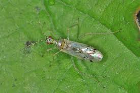 Attēlu rezultāti vaicājumam “Dicyphus sp.”