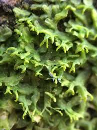 Attēlu rezultāti vaicājumam “Metzgeria violacea”