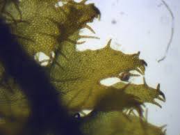 Attēlu rezultāti vaicājumam “Ptilidium ciliare”