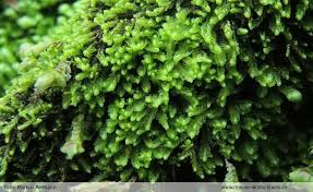 Attēlu rezultāti vaicājumam “Harpanthus scutatus”