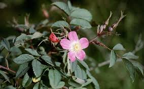 Attēlu rezultāti vaicājumam “Rosa glauca”