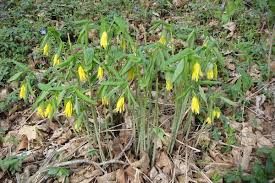 Attēlu rezultāti vaicājumam “Uvularia grandiflora”