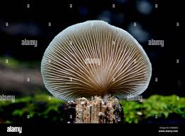 Attēlu rezultāti vaicājumam “Crepidotus versutus”