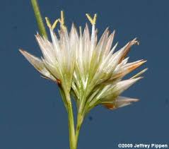 Attēlu rezultāti vaicājumam “Rhynchospora alba flower”