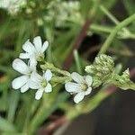 Attēlu rezultāti vaicājumam “Gypsophila fastigiata leaf”
