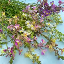 Attēlu rezultāti vaicājumam “Linaria loeselii”