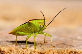 Attēlu rezultāti vaicājumam “Acanthosoma haemorrhoidale”