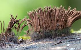 Attēlu rezultāti vaicājumam “Diderma tigrinum young”