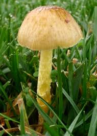 Attēlu rezultāti vaicājumam “Bolbitius vitellinus”