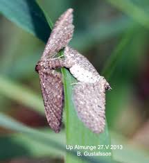 Attēlu rezultāti vaicājumam “Eupithecia satyrata”