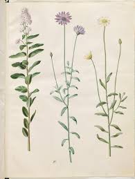 Attēlu rezultāti vaicājumam “Spiraea salicifolia flower”