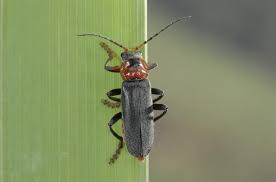 Attēlu rezultāti vaicājumam “Cantharis fusca”