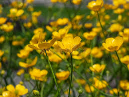 Attēlu rezultāti vaicājumam “Ranunculus lanuginosus bud”