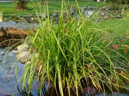 Attēlu rezultāti vaicājumam “Carex pseudocyperus female flower”